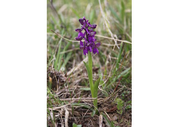 Kleines Knabenkraut (Anacamptis morio) - © Philipp Sengl